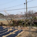 강천산 도라지골 이미지