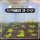 배양 | 조직배양 무균 수초 후기 | 미크란테뭄, 쭈구리헬페리, 로탈라왈라키