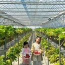 진영농장 | 김해 아이랑 딸기따기 체험 농장 추천｜봄 체험 가볼만한곳