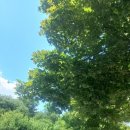 의암호가든 이미지