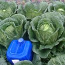 만진농장 이미지