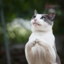 행복한 고양이 이미지