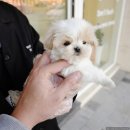 대구강아지분양 퍼피얌 이미지