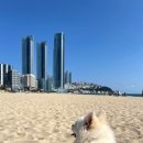 멍욕탕 | 부산 해운대 강아지 셀프 애견 목욕 가능한 멍욕탕 내돈내산 후기
