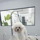 댕댕사우나 이미지