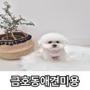 MIMIPET (미미펫) | 광주금호동애견미용 / 믿고 맡기는 전문가의 손길♡ 미미펫♥