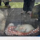 양포문어 이미지