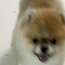 콩장군