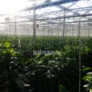 김재승농장 이미지