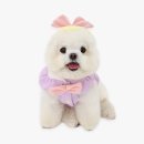 데이지 독 이미지