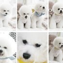 동동 애견 미용 이미지