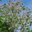 오동나무 이미지