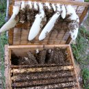 꿀벌들이 자연그대로 만든 장식용 약초 3세트 올려봅니다(판매완료) 이미지