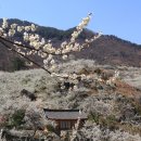 매화농원 이미지