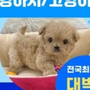 반하다펫 이미지