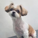 스담멍스 이미지