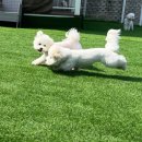 멍찌애견유치원 이미지