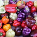 피망(piment)