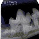 라뽀동물병원 | 평택시 서정동 동물병원 라뽀동물병원 위치 오는길 후기