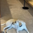 카페블루하우스