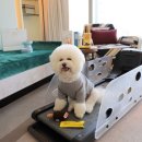 위드 마이 펫 이미지