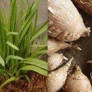 민들레농장 이미지