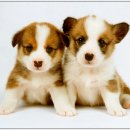 장 동물병원 이미지