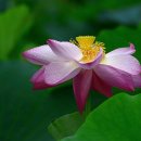 바랑