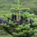 지리산큰나무 이미지