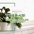 샤론의꽃 이미지