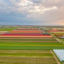 튤립, 히아신스 구근 생산 농장 풍경 - 네덜란드 이미지
