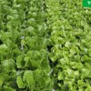 정진농장 이미지