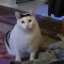 강호 이미지