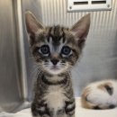 샘골동물병원 이미지