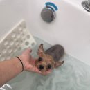 쁘띠아키 이미지