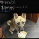 보배펫 이미지