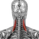 middle scalene muscle(중간목갈비근) 이미지