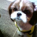 우리집강아지 이미지