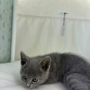 완산-168 | 전주고양이무료분양 후기 – 고양이 알러지 극복하고 가족이 된 이야기