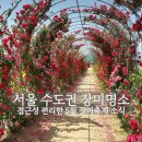 여월동 5-5 앞 ↔ 성곡로 접속부 | 서울 수도권 장미 명소 5월 장미축제 소식