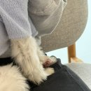 하태흥반려동물의료센터 | 예산 행복동물의료센터 방문기｜반려동물 진료 후기