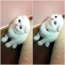 블루아이