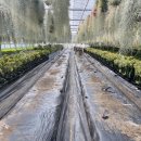 소이농장 이미지