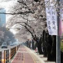 여의도 벚꽃길, 4월 1일부터 열흘간 교통 통제 이미지