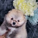 댕댕 일번가 이미지