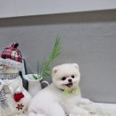 러브펫살롱 이미지