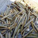 소라잡는댕댕이 이미지