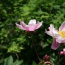 peony 이미지