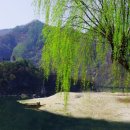 버드나무약국 이미지