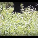 힘찬흑염소 이미지